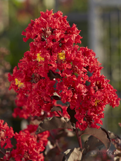 Bild von Lagerstroemia