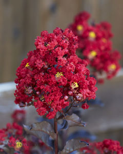 Obraz Lagerstroemia