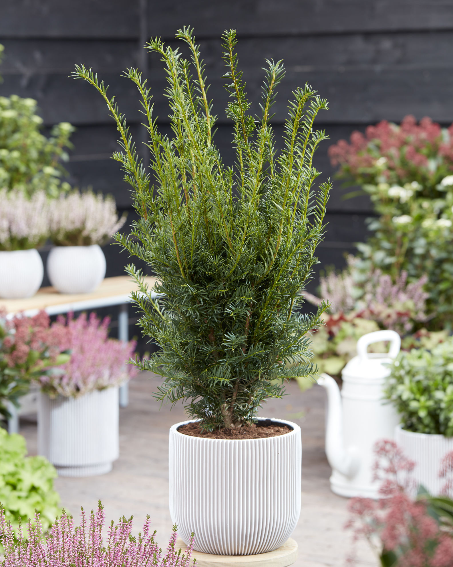 https://www.breederplants.nl/images/thumbs/0002123_taxus.jpeg