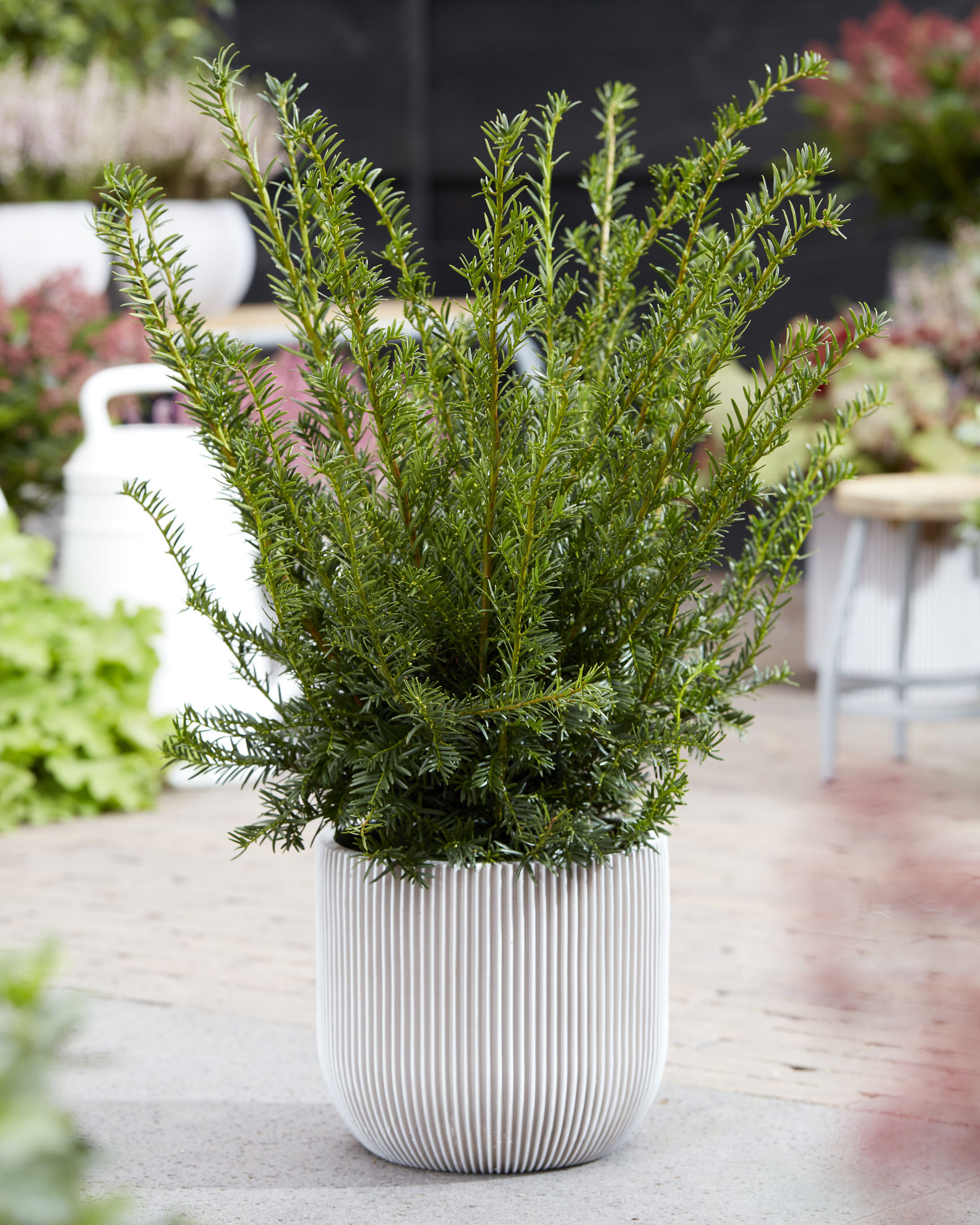 https://www.breederplants.nl/images/thumbs/0002128_taxus.jpeg