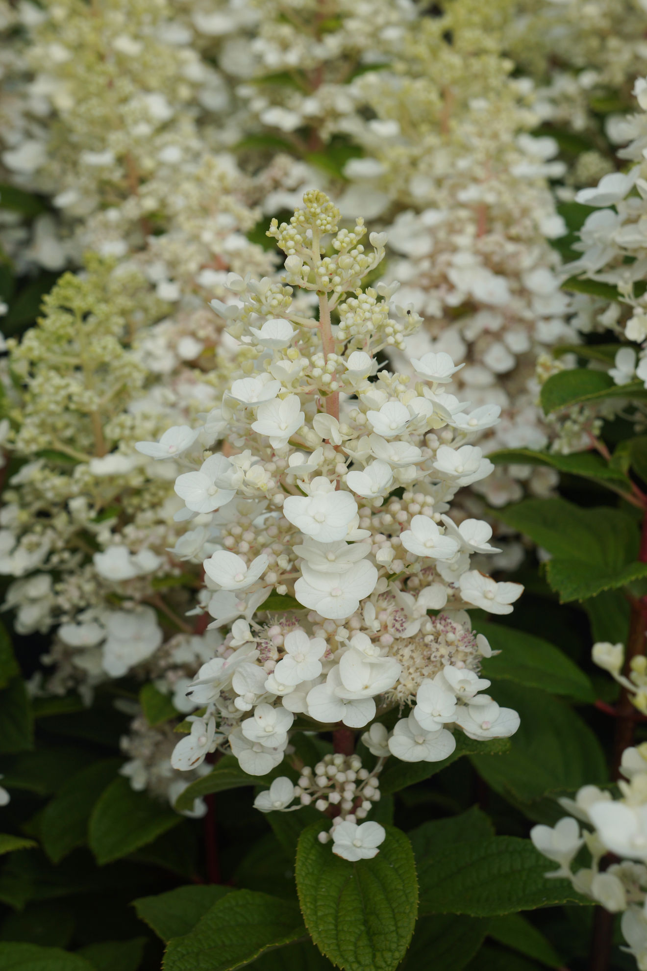 https://www.breederplants.nl/images/thumbs/0002183_hydrangea.jpeg