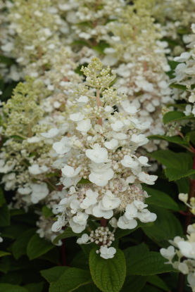 Obraz Hydrangea