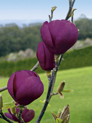 Obraz Magnolia