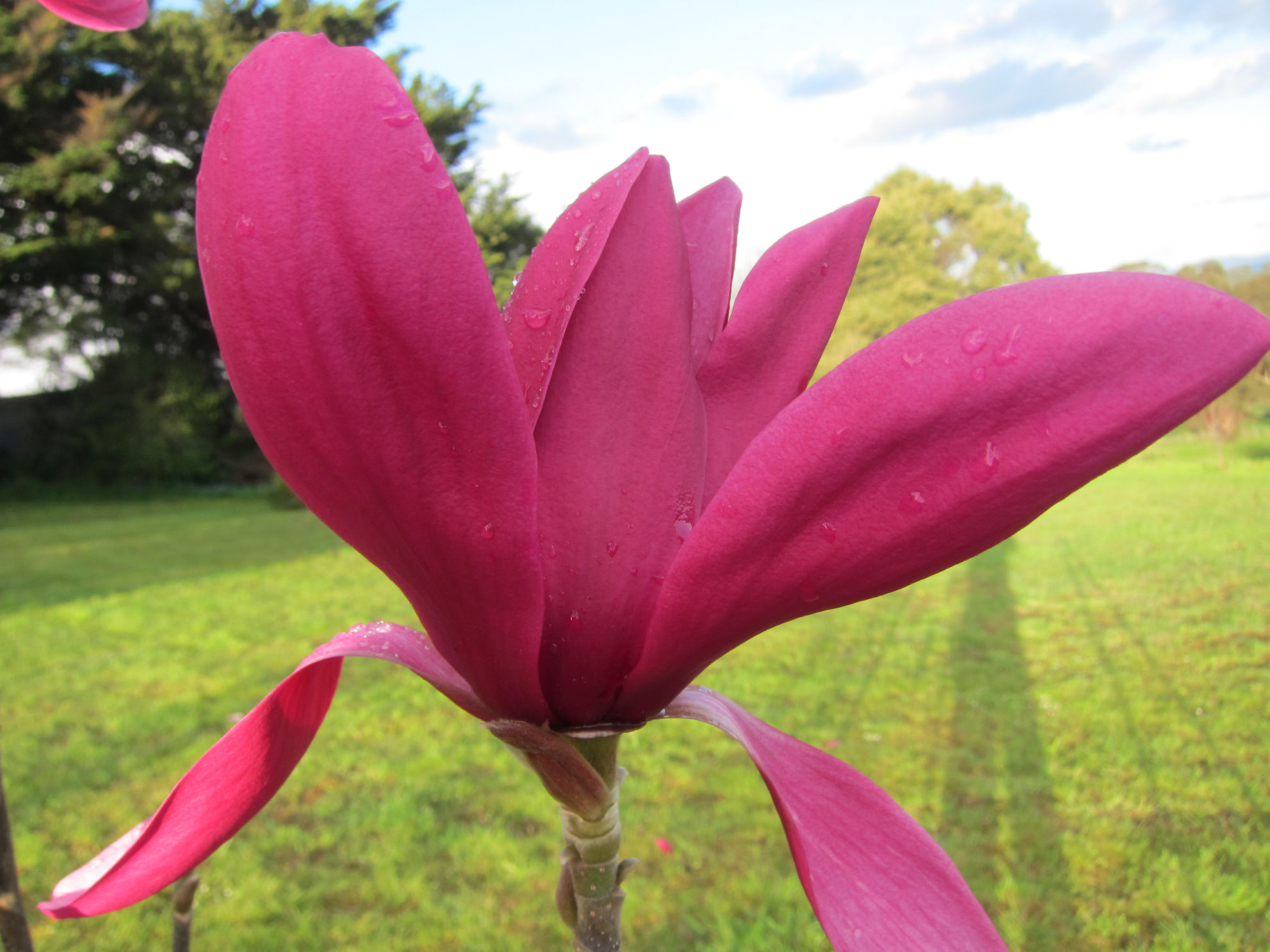 https://www.breederplants.nl/images/thumbs/0002192_magnolia.jpeg