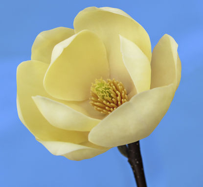 Obraz Magnolia