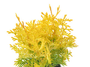 Picture of Thuja