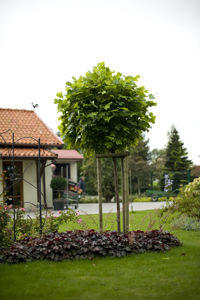 Picture of Liriodendron