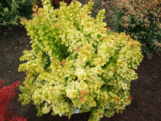 Bild von Berberis