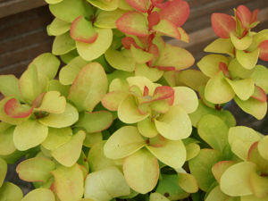 Picture of Berberis