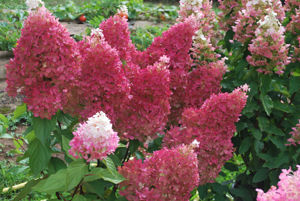 Picture of Hydrangea