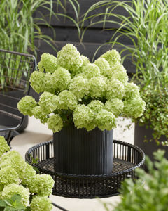 Bild von Hydrangea