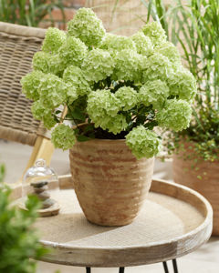 Bild von Hydrangea