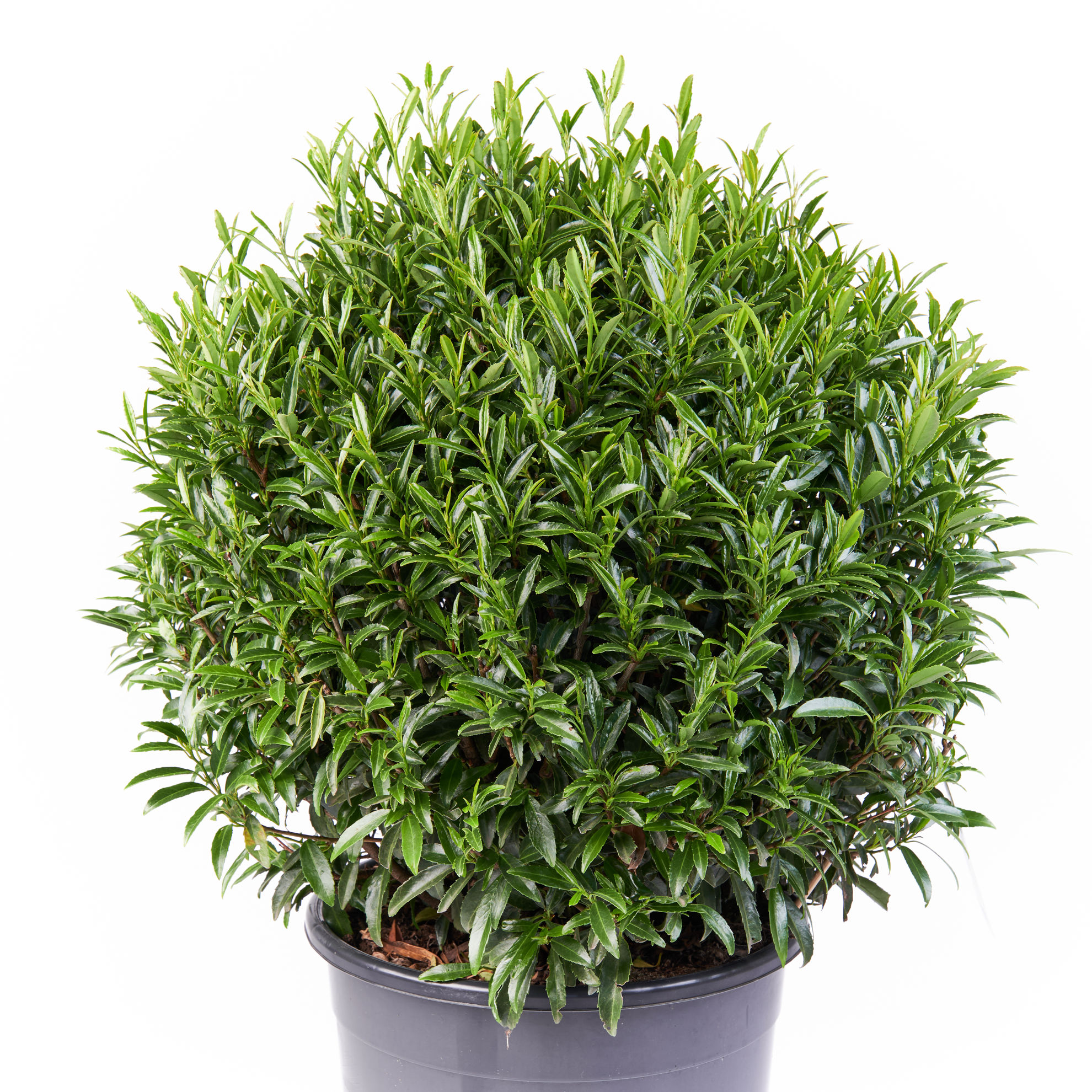 Prunus laurocerasus Zsfi (Filigrow Sofia) PBR | Breederplants