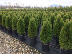 Picture of Thuja