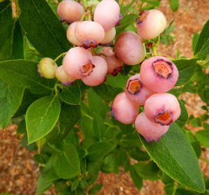 Bild von Vaccinium