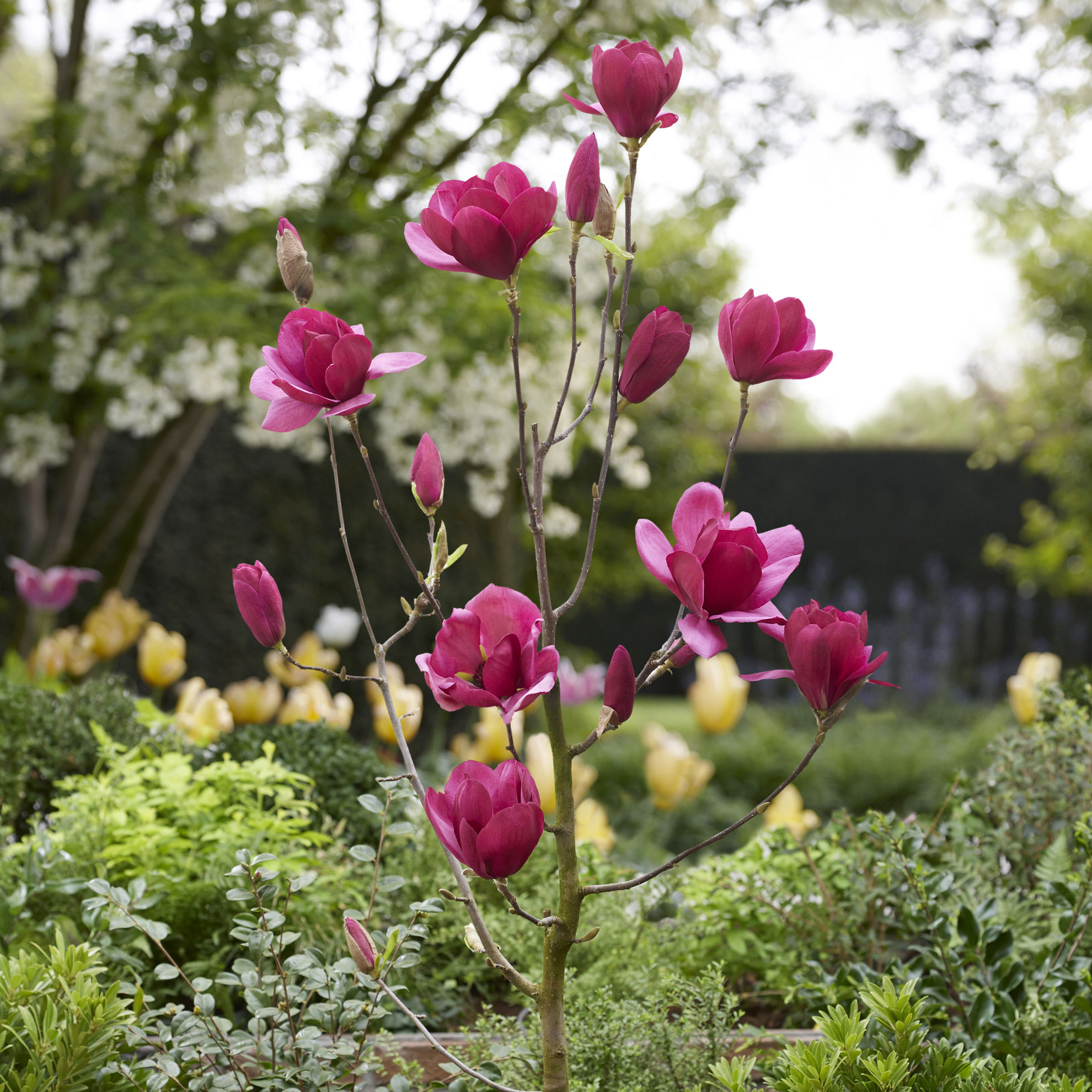 https://www.breederplants.nl/images/thumbs/0002287_magnolia.jpeg