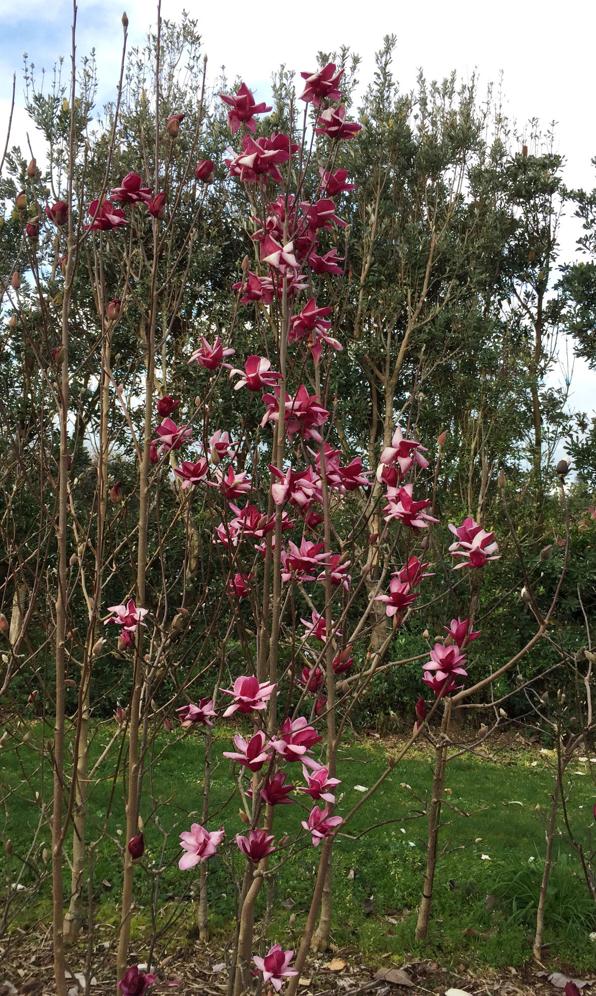 https://www.breederplants.nl/images/thumbs/0002292_magnolia.jpeg