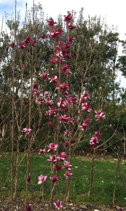 Obraz Magnolia