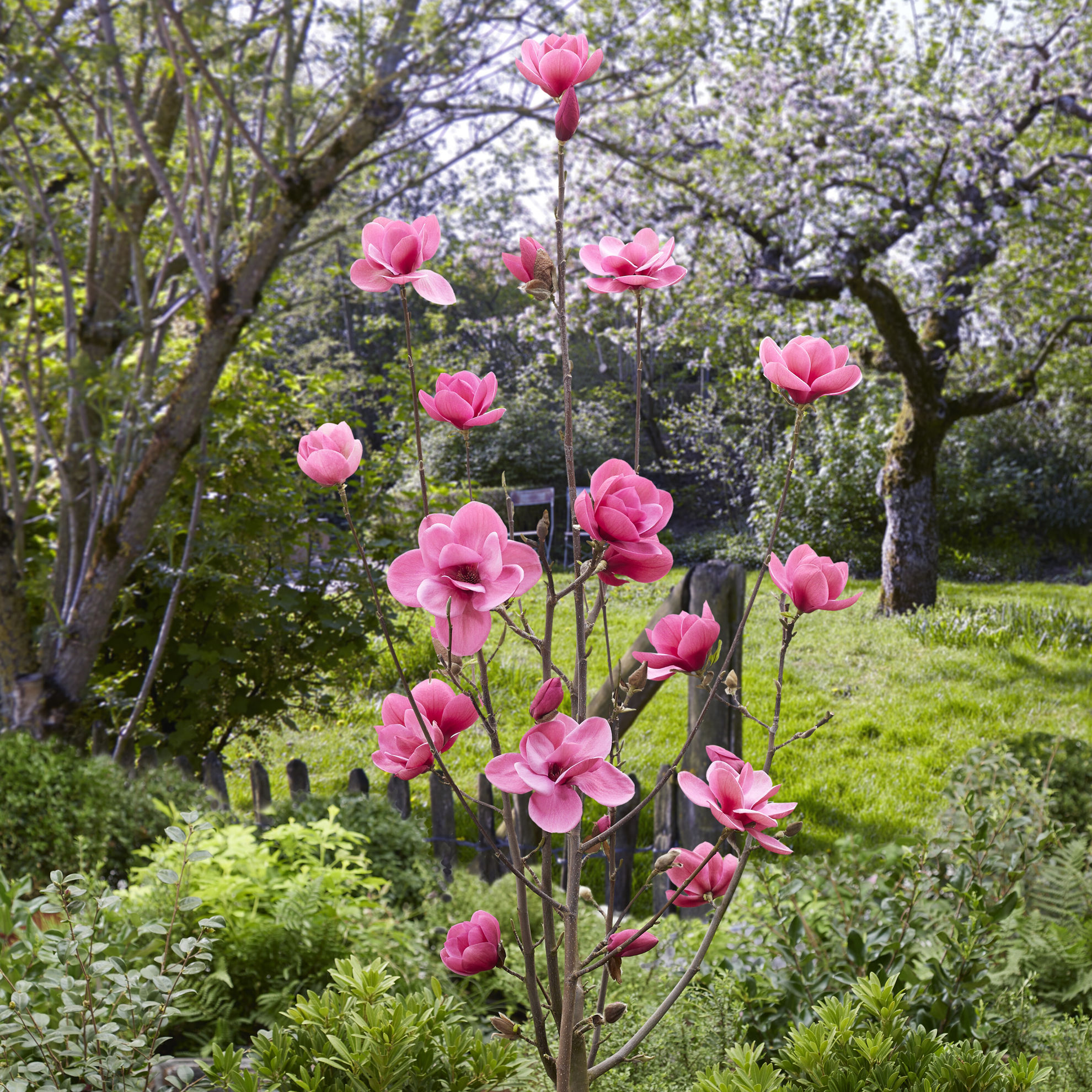 https://www.breederplants.nl/images/thumbs/0002295_magnolia.jpeg