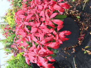 Picture of Pieris