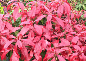 Picture of Pieris