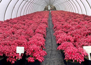 Picture of Pieris