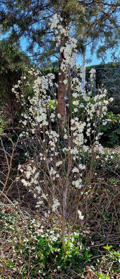 Bild von Prunus