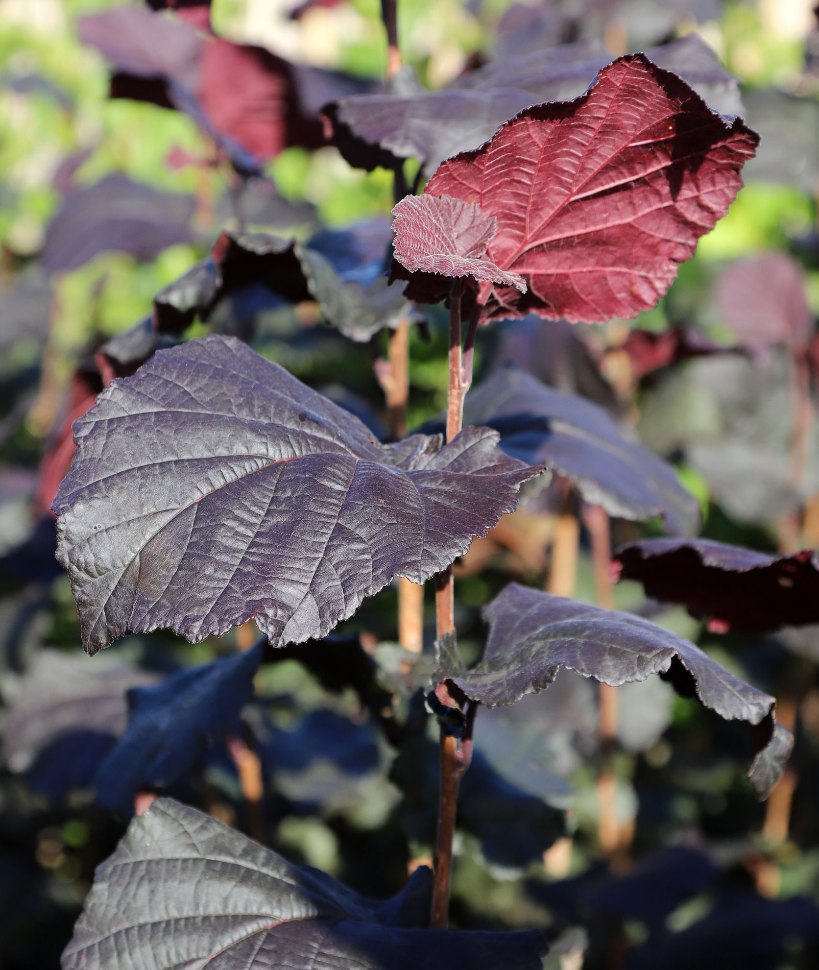 https://www.breederplants.nl/images/thumbs/0002307_corylus.jpeg