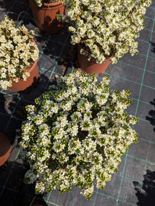 Picture of Myrtus