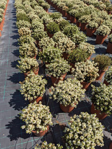 Obraz Myrtus