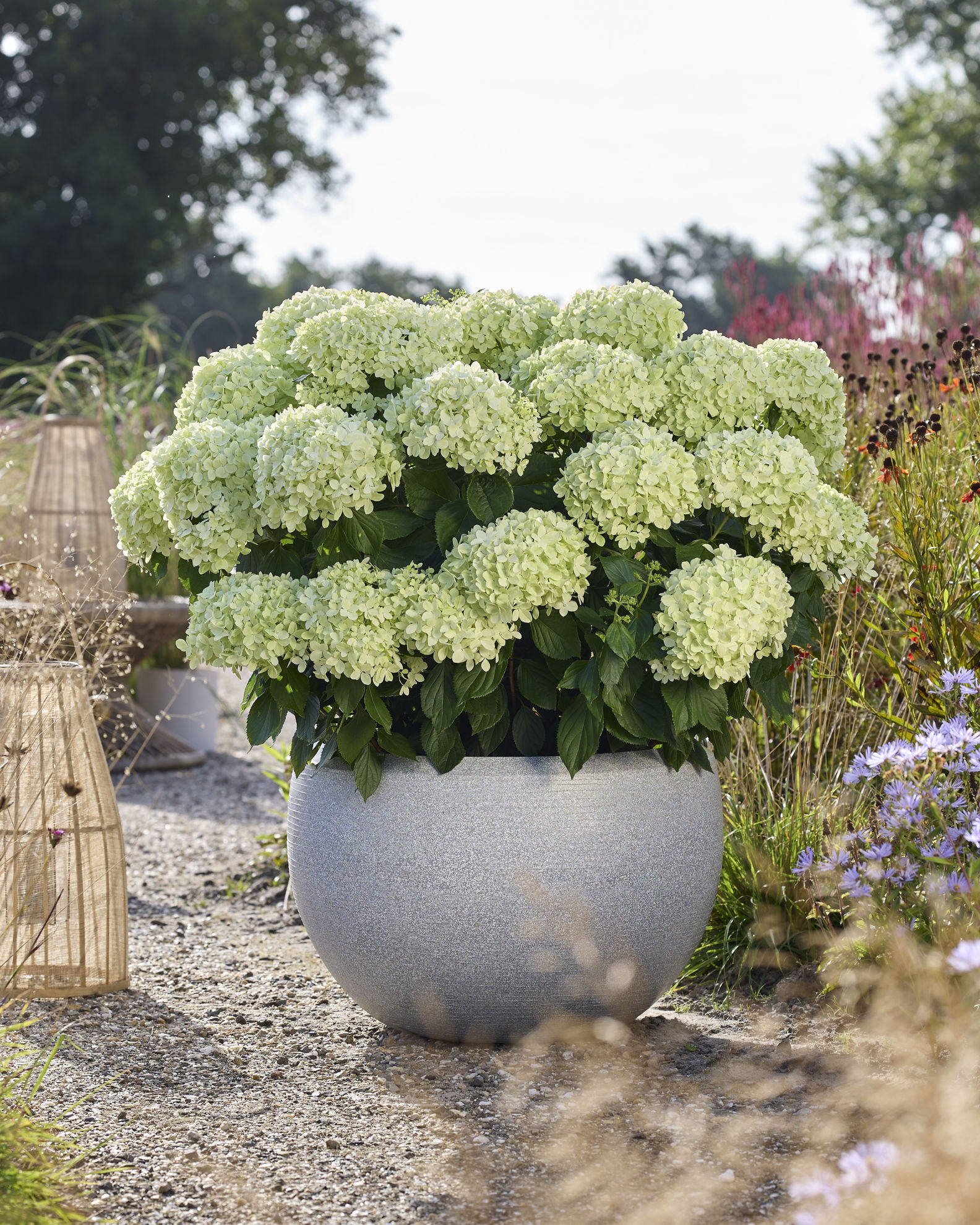 https://www.breederplants.nl/images/thumbs/0002436_hydrangea.jpeg