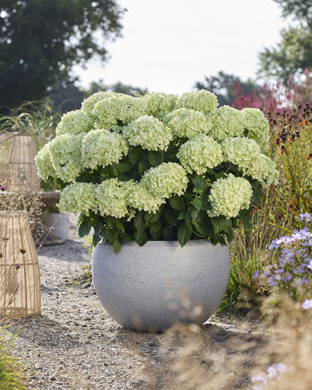 Picture of Hydrangea
