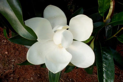 Obraz Magnolia