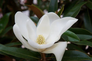 Obraz Magnolia