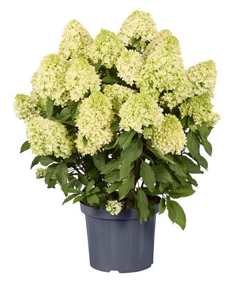 Picture of Hydrangea