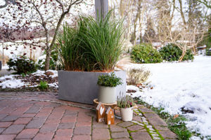 Picture of Miscanthus