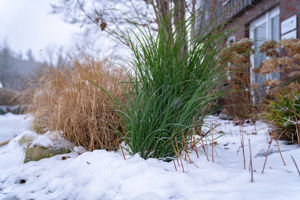 Picture of Miscanthus
