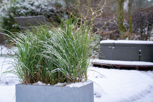 Picture of Miscanthus