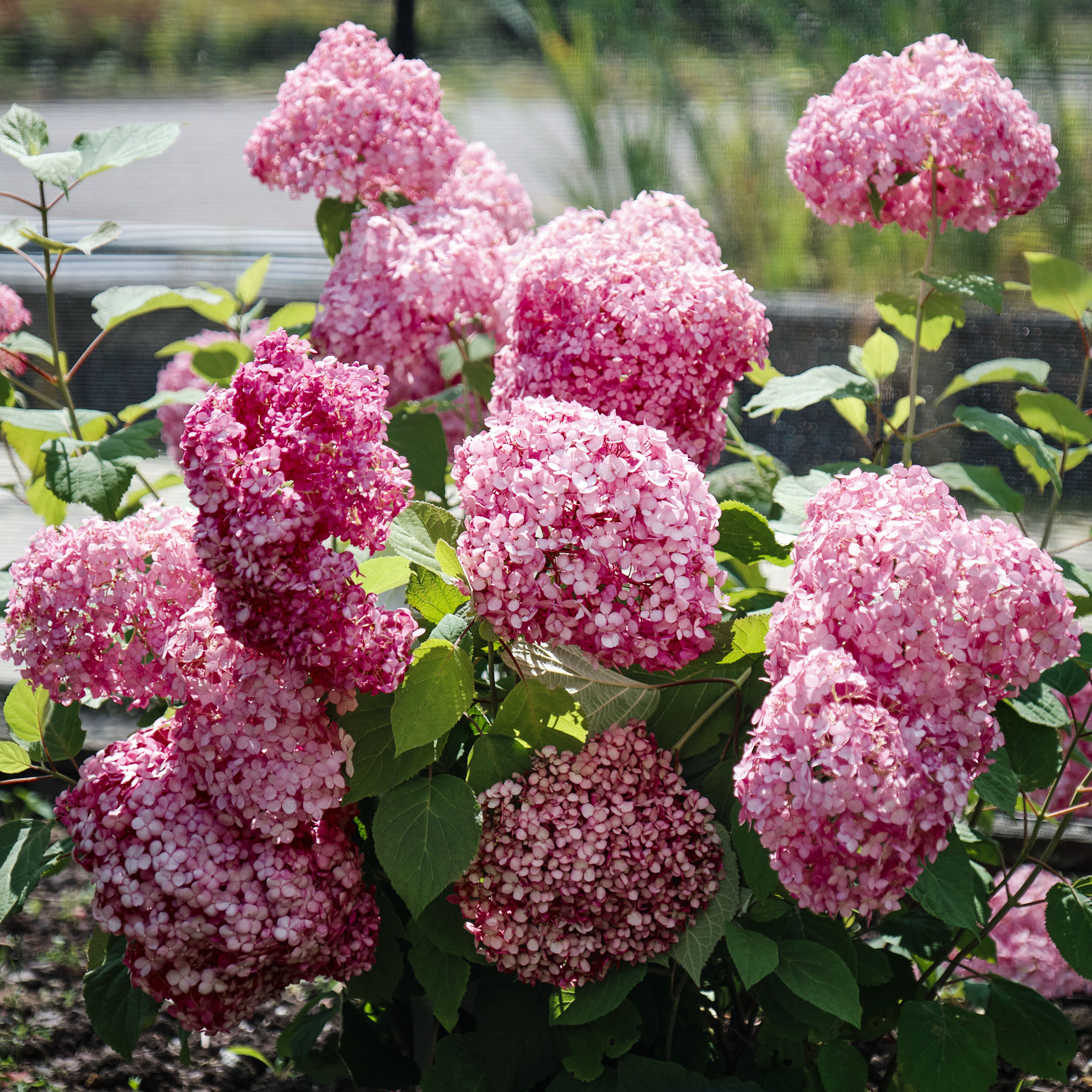 https://www.breederplants.nl/images/thumbs/0002470_hydrangea.jpeg