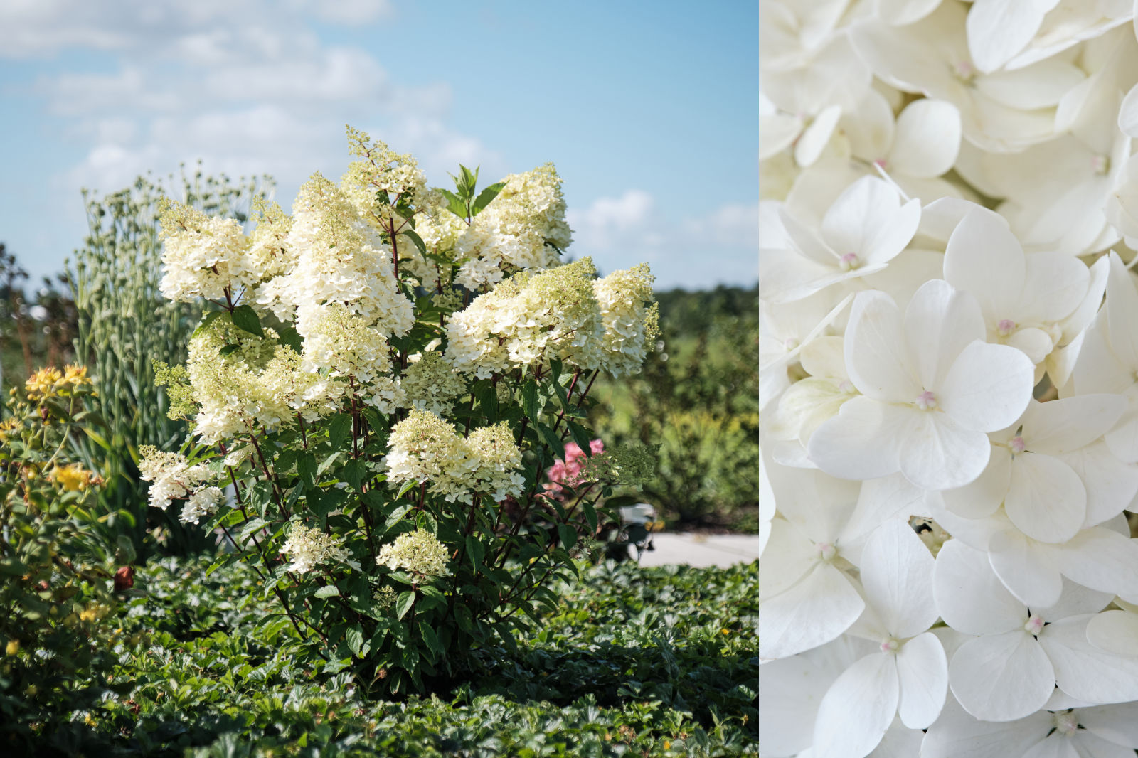 https://www.breederplants.nl/images/thumbs/0002471_hydrangea.jpeg