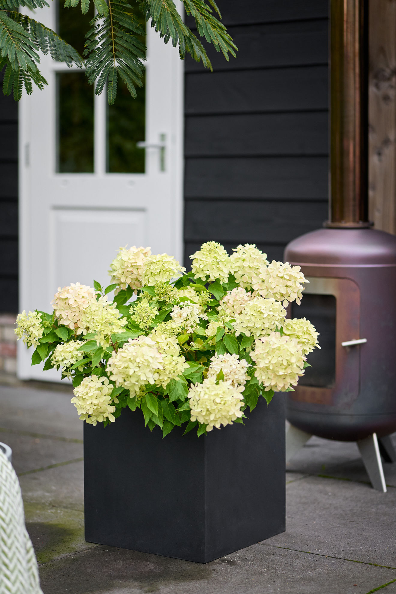 https://www.breederplants.nl/images/thumbs/0002487_hydrangea.jpeg